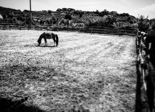 Agriturismo Quattro Pini カスタニェート・カルドゥッチ エクステリア 写真